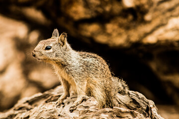 Chipmunk on a rock