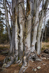 Branched trunks of a single tree.
