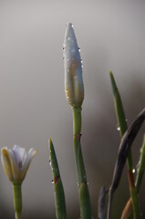 Close up of a flower