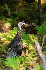 Wild turkey (Meleagris gallopavo) in late summer Wisconsin