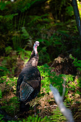 Wild turkey (Meleagris gallopavo) in late summer Wisconsin