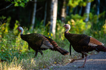 Wild turkeys (Meleagris gallopavo) in late summer Wisconsin © mtatman