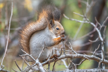 The squirrel sits on a branches in the winter or autumn