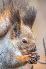 Fototapeta premium The squirrel with nut sits on tree in the winter or autumn. Eurasian red squirrel, Sciurus vulgaris.