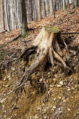 Exposed roots of a tree stump in the forest.