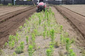 Agricultural work scenery. A scene of cultivating a field with a cultivator. 