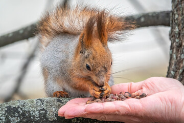 A squirrel in the spring or autumn eats nuts from a human hand. Eurasian red squirrel, Sciurus vulgaris