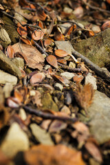 Beech on the ground with a sprout.