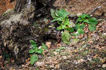 Three young division plants growing near a tree trunk.