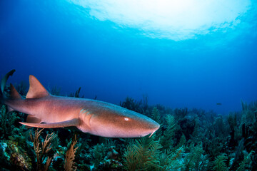 Nurse shark swimming over the reef 