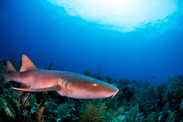Fototapeta premium A shark swimming over the reef 