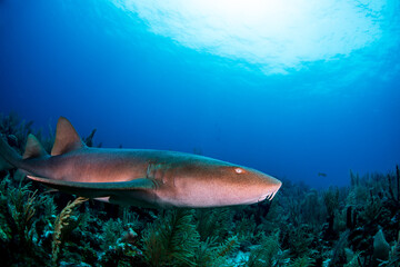 Nurse shark swimming over the reef 