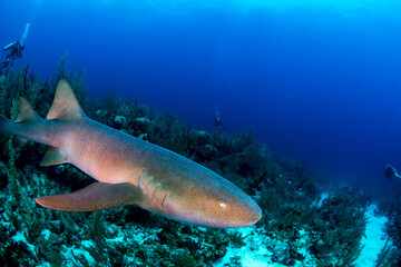 a nurse shark swimming over the reef