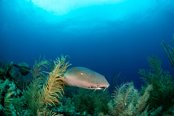 Fototapeta na wymiar Nurse shark swimming over soft corals