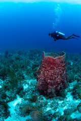 scuba diver and reef