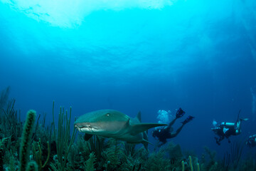 Nurse shark and diver swimming over the reef 