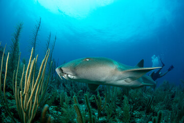 A nurse shark swimming by soft corals 
