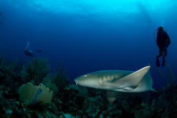 Fototapeta premium Nurse shark swimming over the reef 