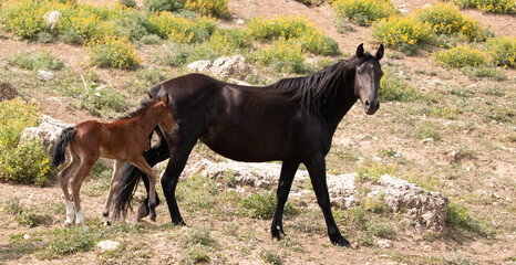 Wild Horse Mustang Mare mother with her bay foal in the Pryor Mountains Wild Horse Refuge Sanctuary on the border of Wyoming Montana in the United States