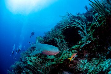 Obraz premium A nurse shark swimming over the reef 