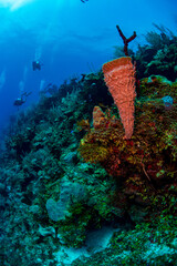 coral reef and diver