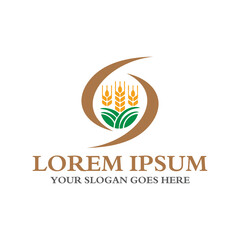 Fototapeta na wymiar grain logo , agriculture logo vector