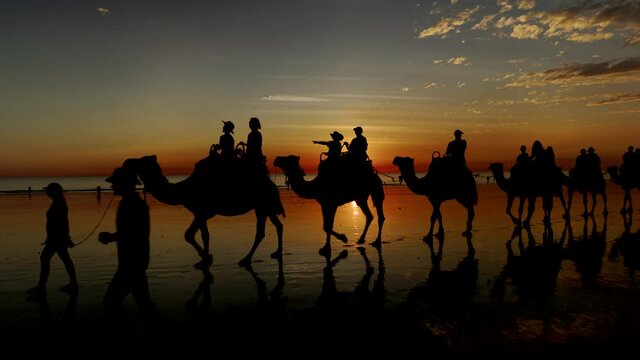 close view of camels walking on cable beach at sunset in broome, western australia