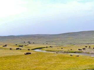 Fototapeta na wymiar Bison herd