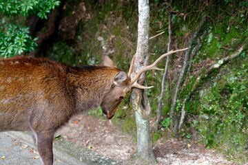 宮島もみじ谷公園の情景です。