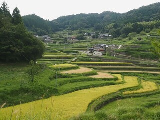 兵庫県佐用町乙大木谷の棚田
