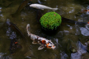 宮島もみじ谷公園の情景です。