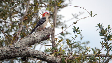 Red-bellied woodpecker (Melanerpes carolinus) perched in a tree in a backyard in Panama City, Florida, USA