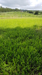 green grass field