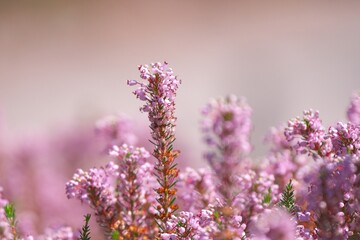 香り漂うエリカの花園