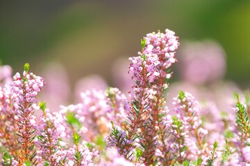 香り漂うエリカの花園