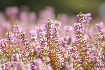 香り漂うエリカの花園