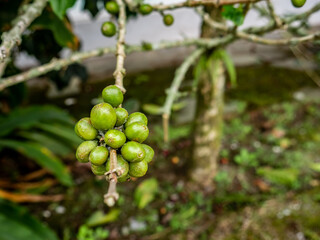 coffee beans that are still green and still attached to the stem
