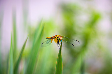 dragonfly on a leaf