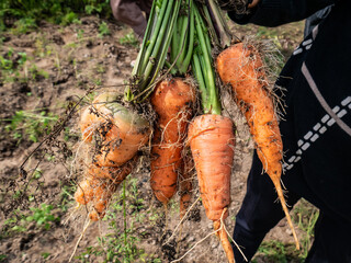 freshly pulled carrots from the ground
