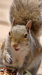 Close up of a grey squirrel on a patio in a backyard in Panama City, Florida, USA