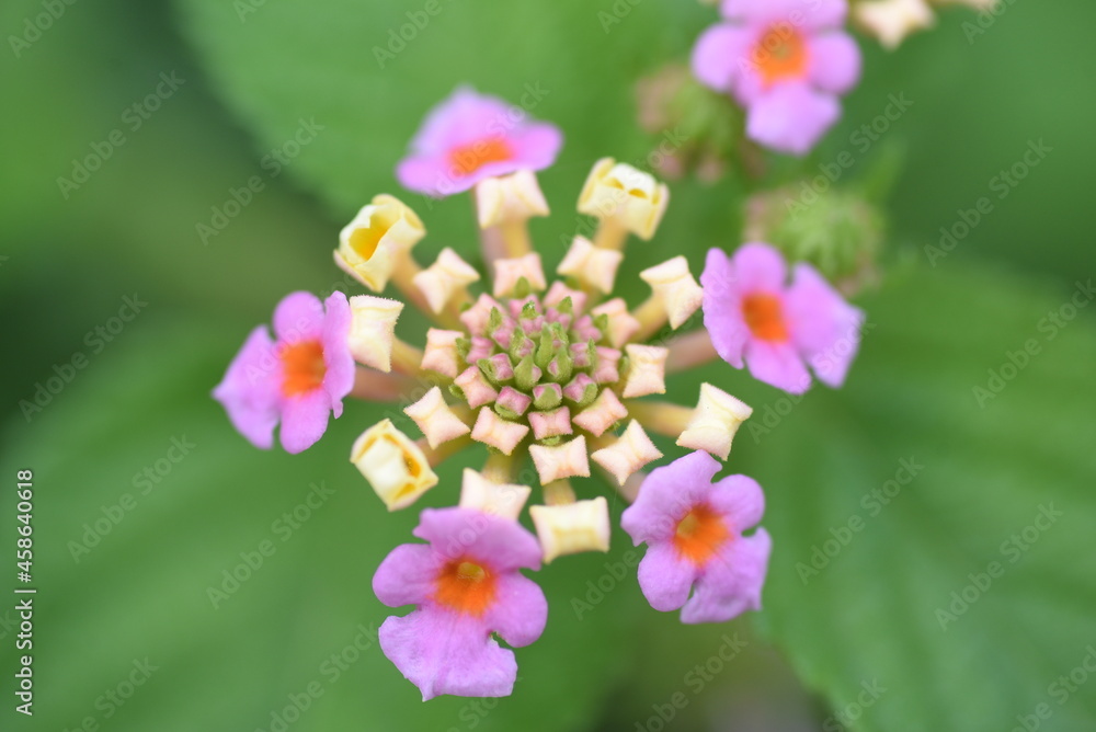 Sticker lantana flowers. verbenaceae evergreen plants. the flowering time is from may to october.