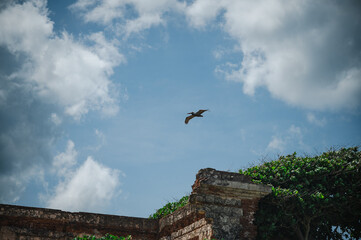 Bird over the sea - Aguadilla, Puerto Rico