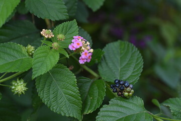 Lantana flowers. Verbenaceae evergreen plants. The flowering time is from May to October.