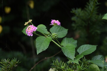 Lantana flowers. Verbenaceae evergreen plants. The flowering time is from May to October.