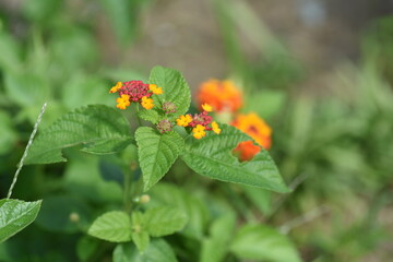 Lantana flowers. Verbenaceae evergreen plants. The flowering time is from May to October.