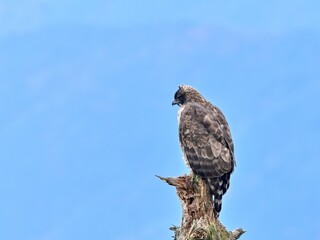 お気に入りの木でのんびりくつろぐクマタカ成鳥