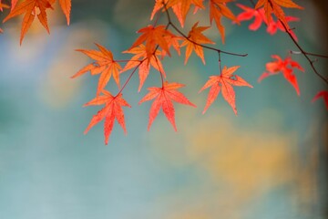 水面をバックにきれいに色づいたモミジの紅葉＠五色沼、福島