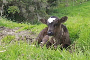 Naklejka na ściany i meble calf in the meadow