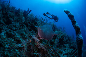 diver and reef