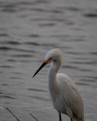 great white heron in Costa Rica 
